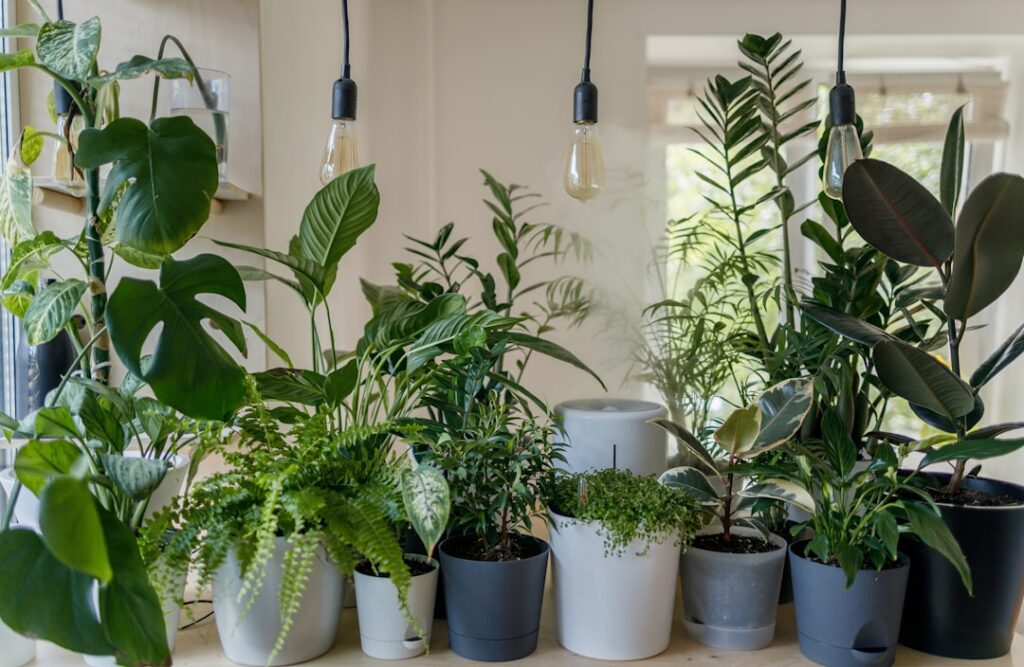 Cum să alegi plantele perfecte pentru fiecare cameră din casă