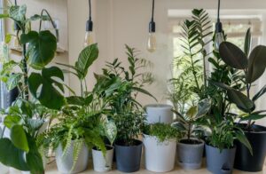 Cum să alegi plantele perfecte pentru fiecare cameră din casă