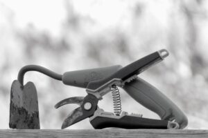 Sfaturi pentru tunderea corectă a copacilor și arbuștilor