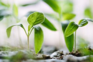5 plante care rezistă la poluarea orașelor