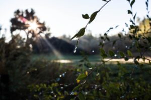 Soluții pentru o grădină cu consum redus de apă