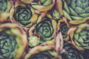 10 plante rezistente pentru începători în grădinărit