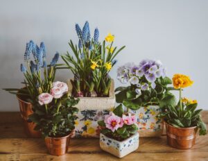 Cum să alegi plante care complementează designul interior