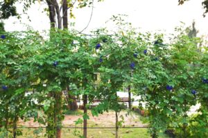 De ce unele plante înfloresc noaptea? (șI cum să le crești)