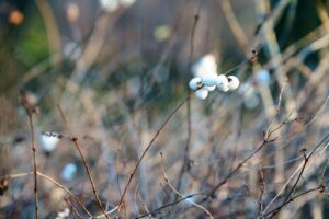 Ghidul plantelor otrăvitoare și cum să le eviți în grădină