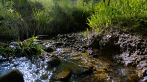 Cum să creezi un efect de „Pădure” într-o curte mică