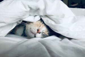Plante care rezistă la animalele de companie (șI le pot proteja)