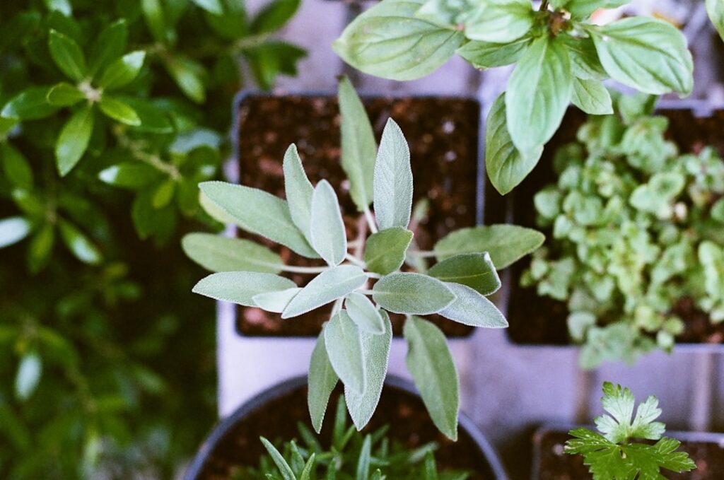 Idei de design pentru grădini cu plante aromatice și medicinale