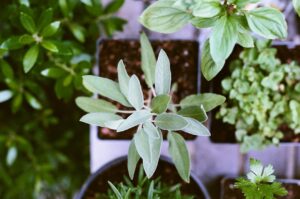Idei de design pentru grădini cu plante aromatice și medicinale