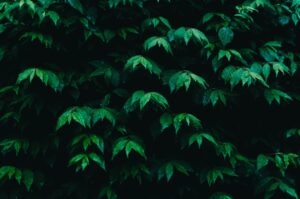 10 plante pentru un gard viu frumos șI rezistent