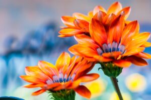 Recomandări pentru alegerea ghivecelor și jardinierelor potrivite