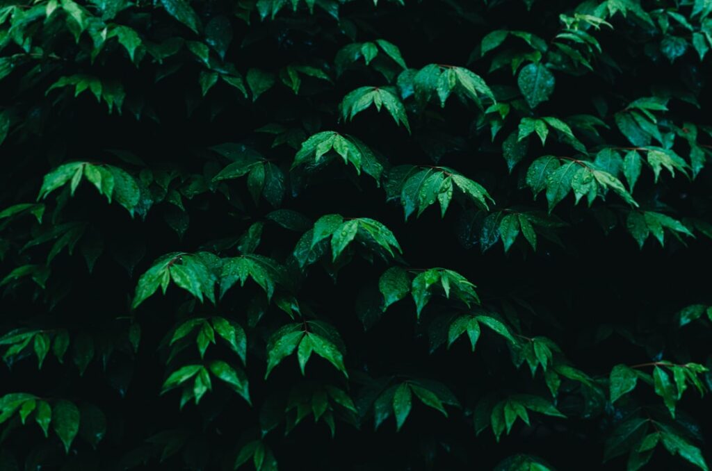Top 10 plante recomandate pentru un gard viu dens și rezistent