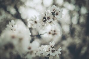 Cele mai bune soluții pentru prevenirea buruienilor în mod natural