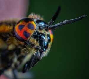 Cum să-ți protejezi grădina de dăunători în mod natural