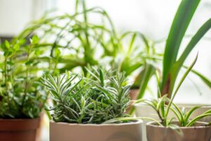 Cum să cultivi plante aromatice în grădină sau în ghivece