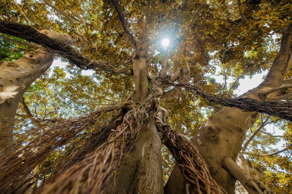 Top 7 plante cățărătoare recomandate pentru garduri și pergole