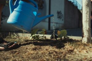 Cum să salvezi o plantă uscată (pas cu pas)