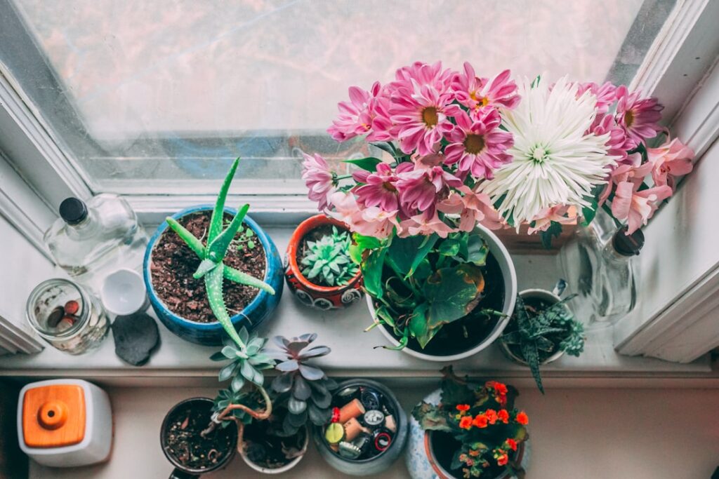 Plante care purifică aerul din casă – 15 varietățI recomandate