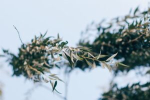 Cum să folosești corect un tocător de crengi