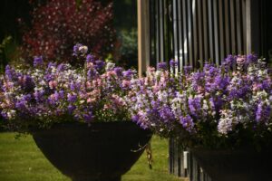 10 flori care înfloresc șI toamna (perfecte pentru grădini colorate)