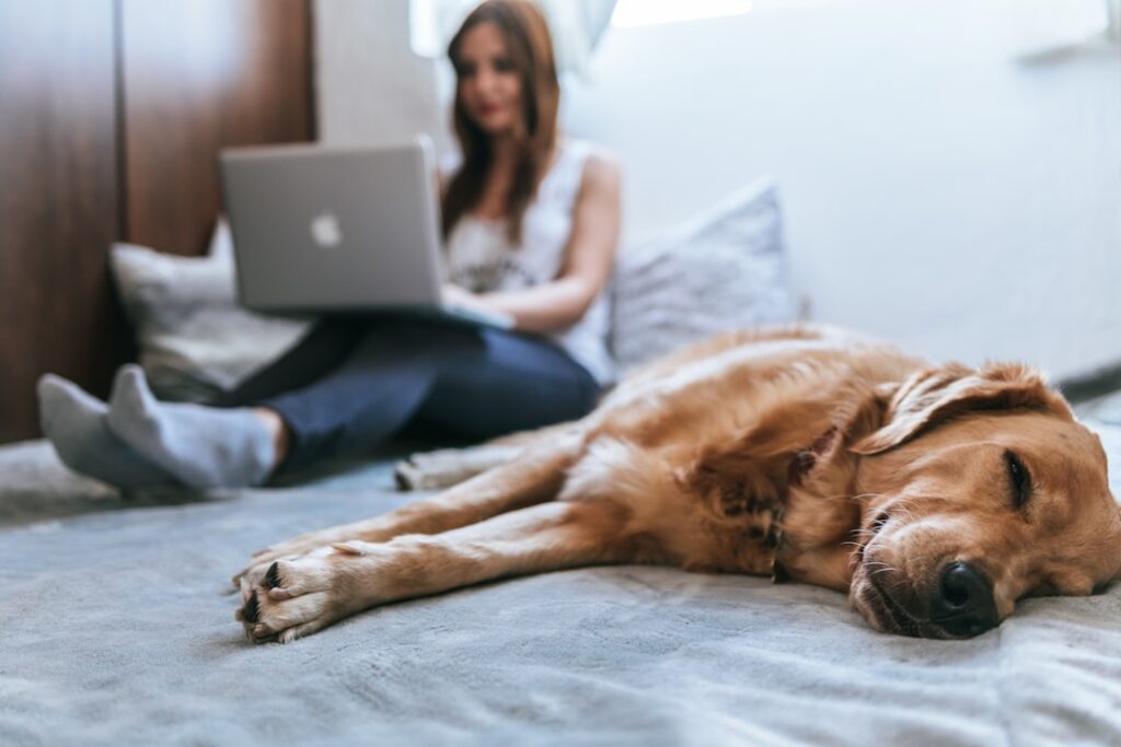 Dispozitive și automatizări inteligente pentru protecția animalelor de companie