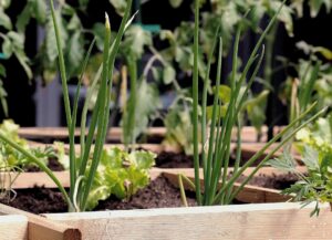 Ghid complet despre grădinăritul ecologic și sustenabil