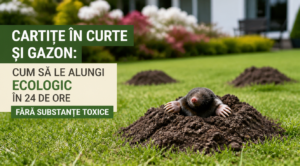 Cartițe în curte și gazon: Cum să le alungi ecologic în 24 de ore fără substanțe toxice