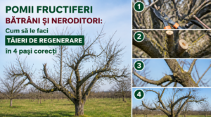 Pomii fructiferi bătrâni și neroditori: Cum să le faci tăieri de regenerare în 4 pași corecți